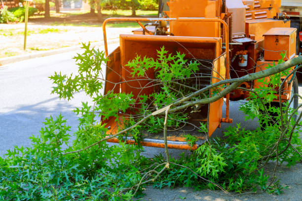 Best Emergency Tree Service  in Brownsville, TX